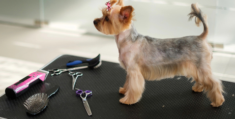 Топ-5 найпоширеніших помилок у грумінгу