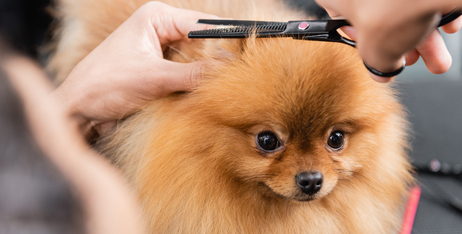 Догляд за шерстю та шкірою собак влітку