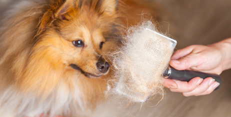 4 причини, чому ви маєте допомогти своєму собаці під час линьки та як це зробити?
