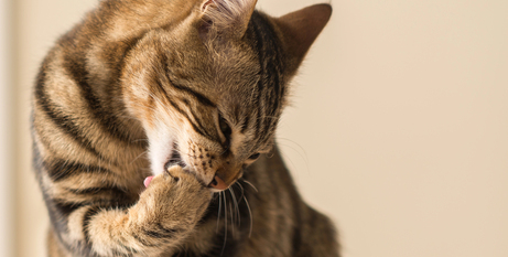 Шерстяні грудки у котів: причини, ризики та профілактика