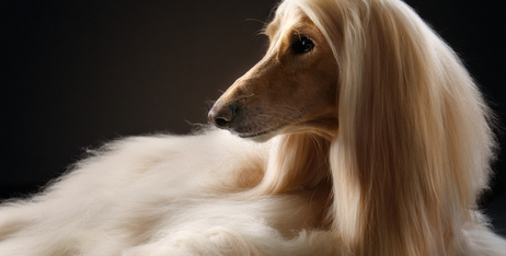 Найкращі способи усунення ковтунів з шерсті домашніх тварин і запобігання їх появі