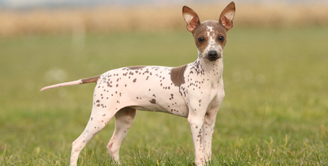 Догляд за безшерстими домашніми улюбленцями: чому догляд за шкірою безшерстих собак так само важливий, як і для довгошерстих порід?