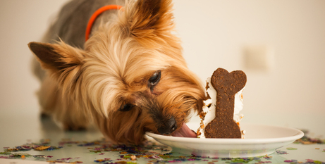 Домашній корм або комерційний: за і проти