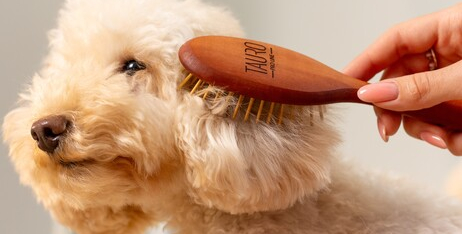 Вичісування кота або собаки: чому це важливо робити регулярно