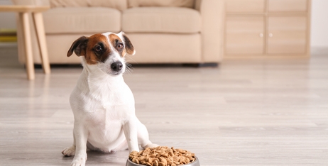 Як обрати гранули ідеального розміру для вашого собаки?
