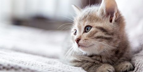 Кошенятко вдома: як підготувати квартиру?