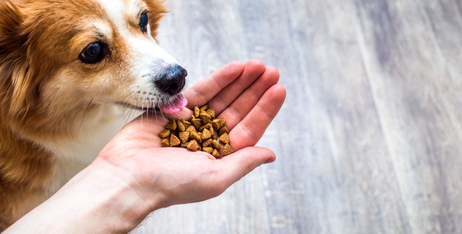 Чи потрібно змінювати корм для собак?