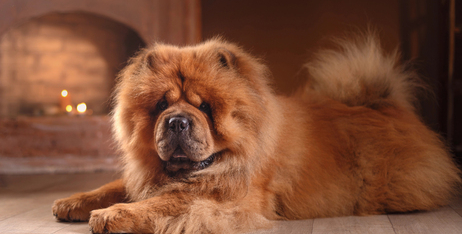 Як боротися з ковтунцями в шерсті вашого улюбленця?