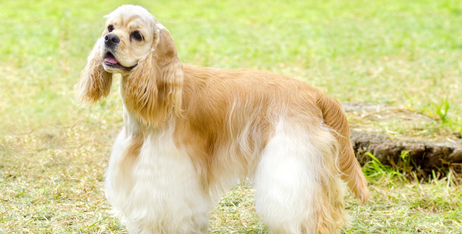 Як відновити пошкоджену та тьмяну шерсть домашніх улюбленців: детальний ґайд