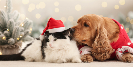 Вітаємо любих Хвостиків!