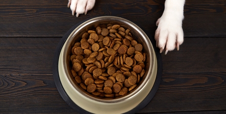 Розшифровуємо корм для собак: який білок найкращий?