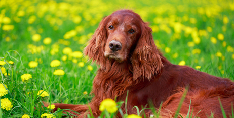 Особливі потреби літніх тварин: комфортне та повноцінне життя