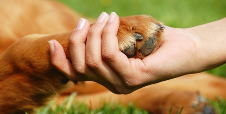 Обережно, червоні лапи: Дізнаємося про ризики та засоби боротьби з грибком на лапах