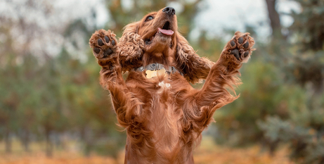 Чому в собаки взимку з’являються тріщини на лапах: причини та допомога улюбленцю
