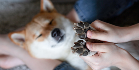 Грибок лап у домашніх тварин: причини та лікування