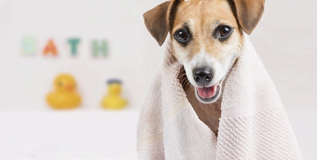 Чи можу я використовувати власний шампунь для мого собаки або кота?