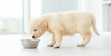 Годування цуценят при діареї: Ніжний раціон для ніжних животиків