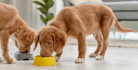 Оптимальне харчування цуценяти: як часто годувати вашого маленького вихованця?