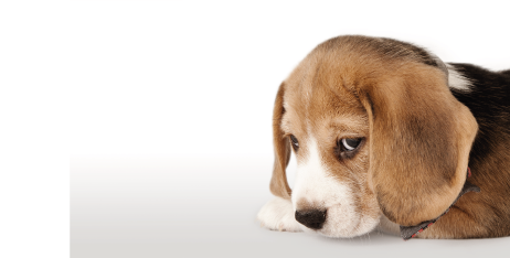 Блювання в цуценят: Чому моє цуценя блює та як я маю діяти?