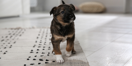 Як привчити цуценя до туалету за 7 днів: покроковий гайд