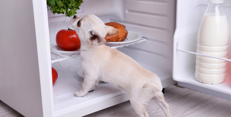 Догляд за собакою: посібник із безпечного та здорового годування улюбленця