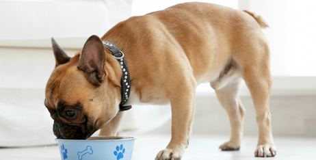 Найкращий корм для собак з чутливим шлунком