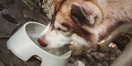 Як привчити собаку їсти повільніше