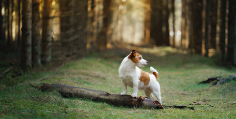 ТОП-5 літніх розваг, аби собака радісно махав хвостом і ви насолоджувались разом із ним