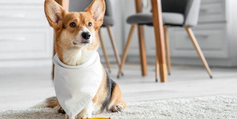 Добавки для домашніх улюбленців: коли та на що саме звернути увагу