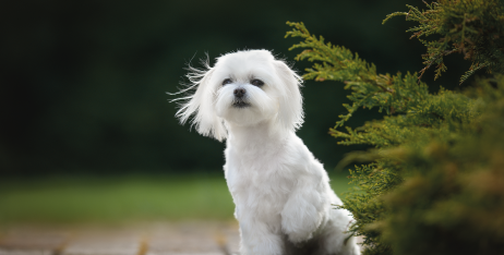 Боротьба із плямами від сліз: Як вирішити цю проблему, поширену в собак?