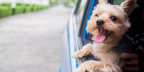Безпечні та комфортні подорожі з домашніми улюбленцями: основні поради для літніх пригод