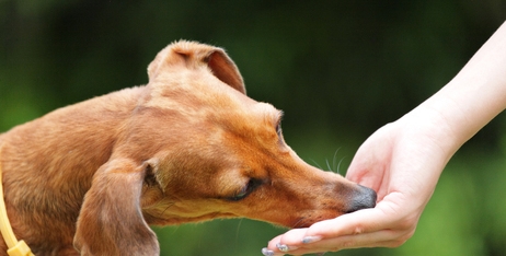 Як еволюціонували ласощі для собак: Від винагороди до сучасних делікатесів