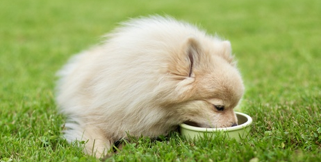 Харчування домашніх тварин: як обирати правильні консерви здоров'я вашого улюбленця