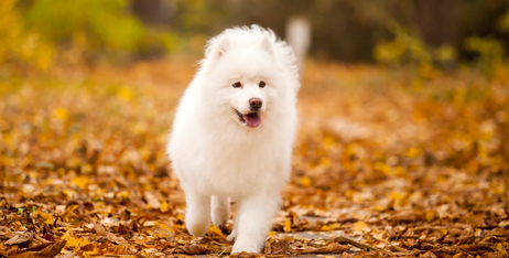 Як позбутися коричневих плям від сліз у собак