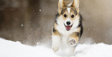 Зимовий догляд за шерстю собак: як захистити шерсть вашого улюбленця в холодні місяці
