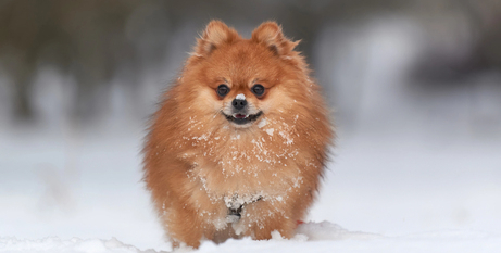 Спростовуємо поширені 7 міфів про догляд за домашніми улюбленцями взимку: важливі поради для ваших собак