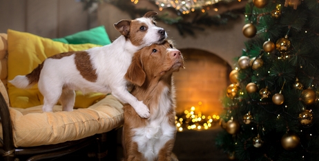 Вітання любим Хвостикам!