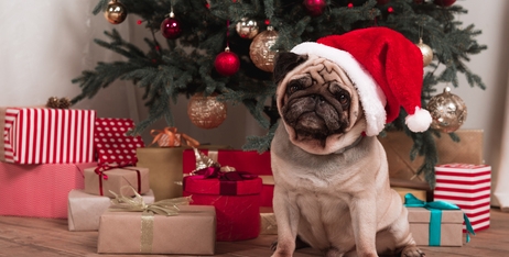 Що покласти під ялинку чотирилапим?