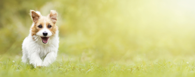 Спеціальне харчування для собак з різним забарвленням шерсті