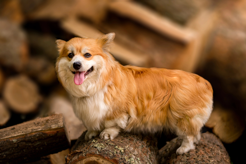 Добавки для покращення здоров'я шкіри та шерсті