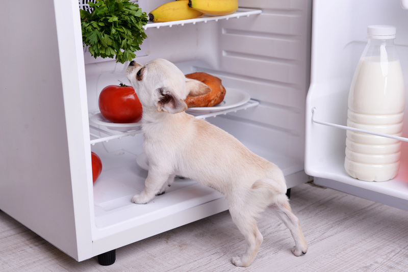 збалансоване харчування собак