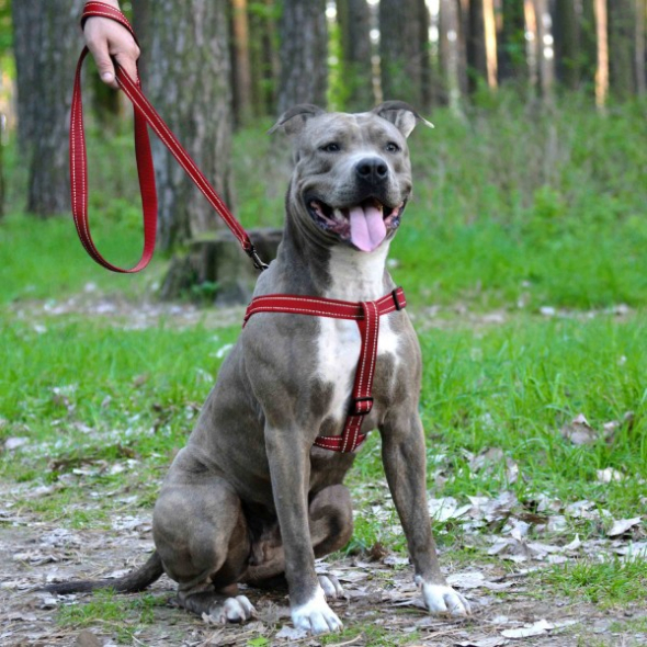 Barksi Active Шлея для собак зі світловідбиттям червона, розмір L - 4