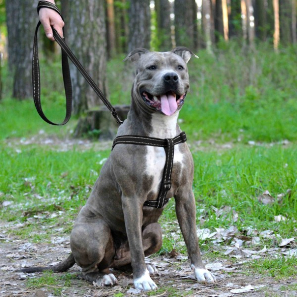 Barksi Active Шлея для собак зі світловідбиттям чорна, розмір M - 4