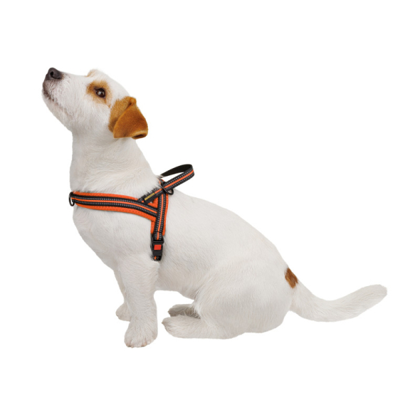Barksi Mesh Шлея для собак Скандинавська помаранчева, розмір XL - 1