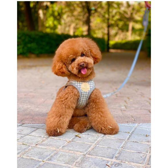 Chloe's Home Шлея для собак Berlin сіра XS - 2