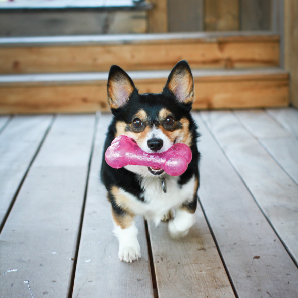 Kong Crackle Bone іграшка для собак, хрустка кісточка, фіолетова, розмір М - 1