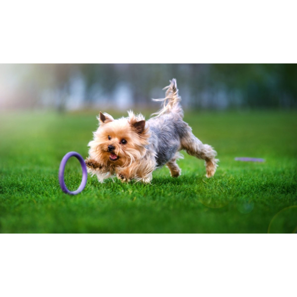 Puller Micro Тренувальний снаряд для собак карликових порід d=12,5 см, 2 шт - 2