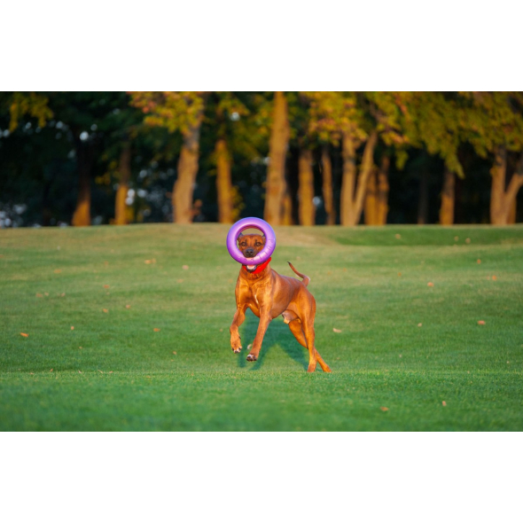 Puller Maxi Тренувальний снаряд для великих порід собак d=30 см, 1 шт - 2