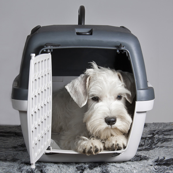 Переноска STEFANPLAST Gulliver 1 з пластиковими дверцятами, темно-сірий і сірий, 48 х 32 х 31 см - 1