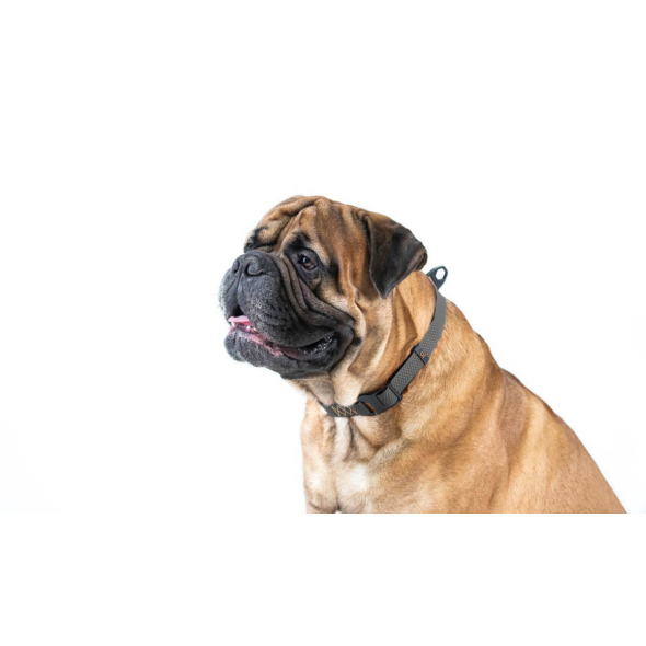 Evolutor Нашийник для собак регульований, універсальний розмір, ширина 25 мм, довжина 25-70 см, чорний - 2